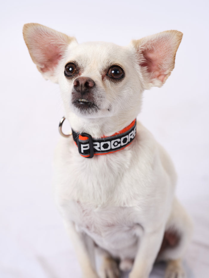 Reflective Pet Collar